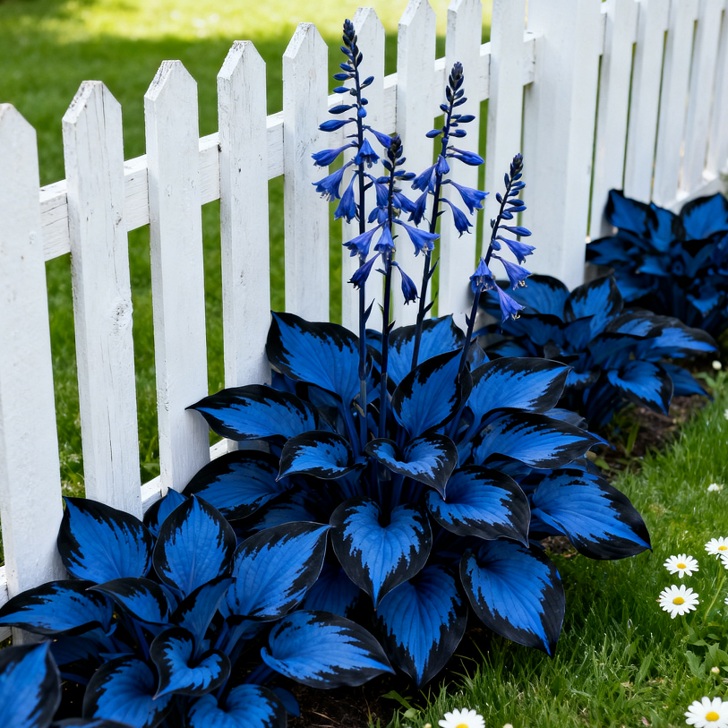 🔥Midnight Blue Hosta Bulbs 🪴 Deep Blue Foliage, Easy to Grow