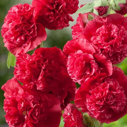 🌈Rare Rainbow Hollyhock — The Most Magical Flower of 2026