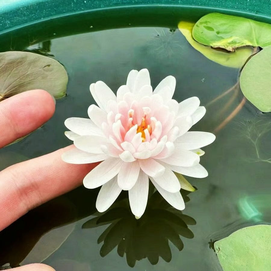 🌸LAST DAY Promotion 35% OFF🌸 Hydroponic Lotus 🌸 | Fresh, Simple & Beautiful(🌱Survival Guaranteed: Free Replacements🌿)