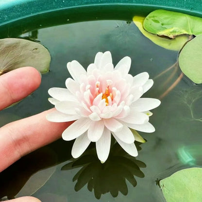 🌸LAST DAY Promotion 35% OFF🌸 Hydroponic Lotus 🌸 | Fresh, Simple & Beautiful(🌱Survival Guaranteed: Free Replacements🌿)
