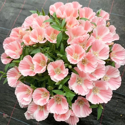 Clarkia amoena, Farewell-to-Spring