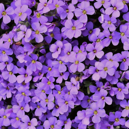 Roundabout Phlox Seeds