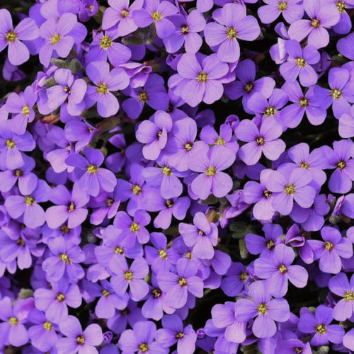 Roundabout Phlox Seeds