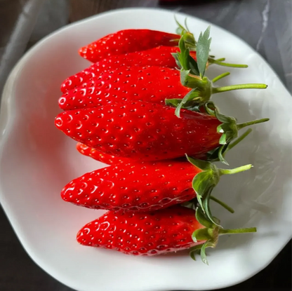 Rare Chili Strawberry Fruit Seeds