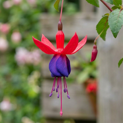 Fuchsia Flower Seeds – Stunning Hanging Lantern Flowers for Garden & Balcony