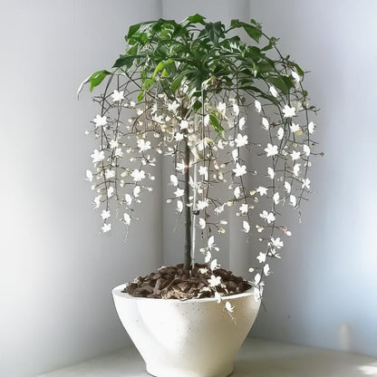 🌿Star Jasmine Seeds – Fragrant, Fast-Growing & Garden-Ready