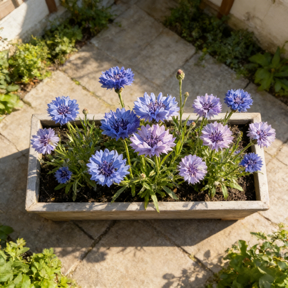 🌼 Cornflower Seeds – Grow Elegant Wildflowers with Stunning Blue Blooms