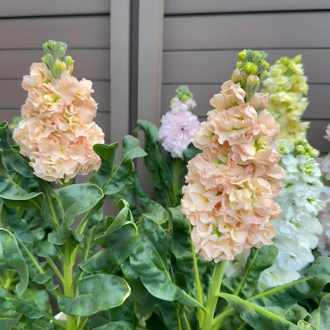 🌸 Tall Double Stock Seeds-Winter Fragrance & Layered Blooms