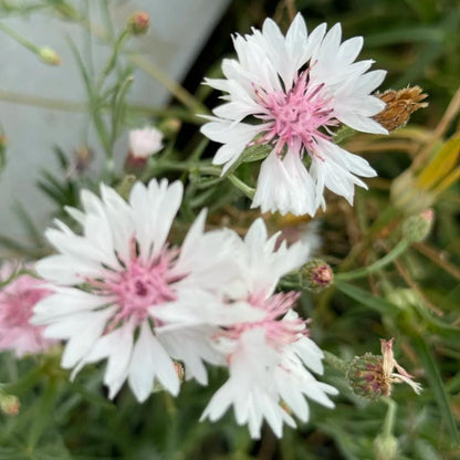 🌼Cornflower Seeds–Create A Colorful Summer Landscape