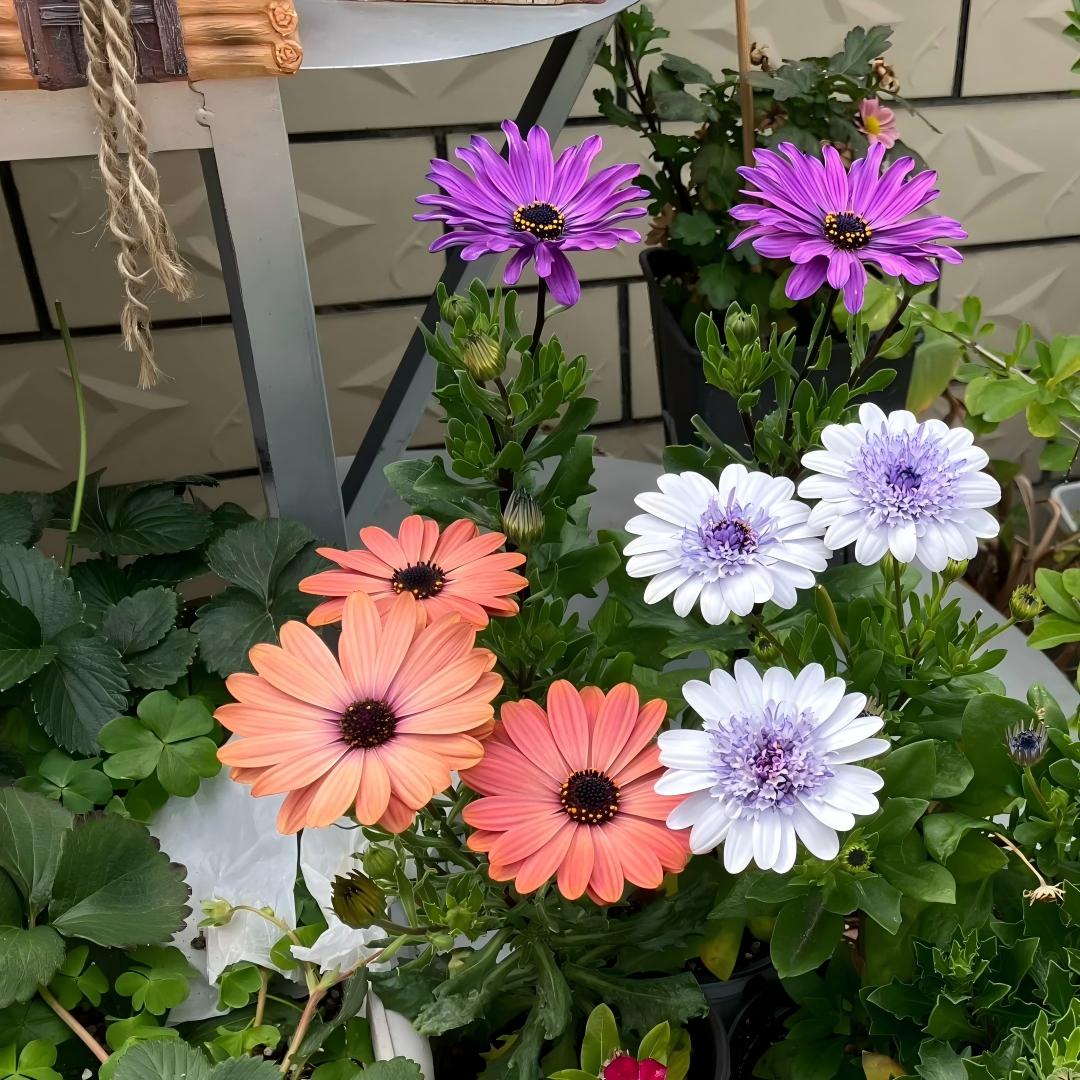 Africa Daisy Seeds-Drought-Proof Color Explosion