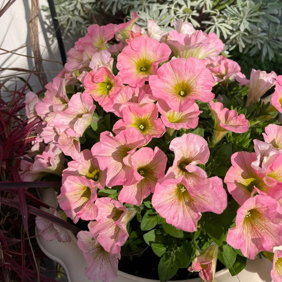 Dwarf Petunia Seeds for Pots, Baskets and Gardens🌸