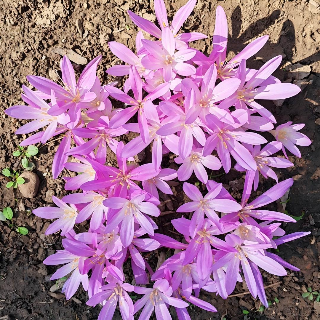 🌸 Premium Autumn Crocus Bulbs