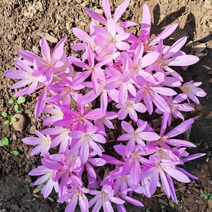 🌸 Premium Autumn Crocus Bulbs