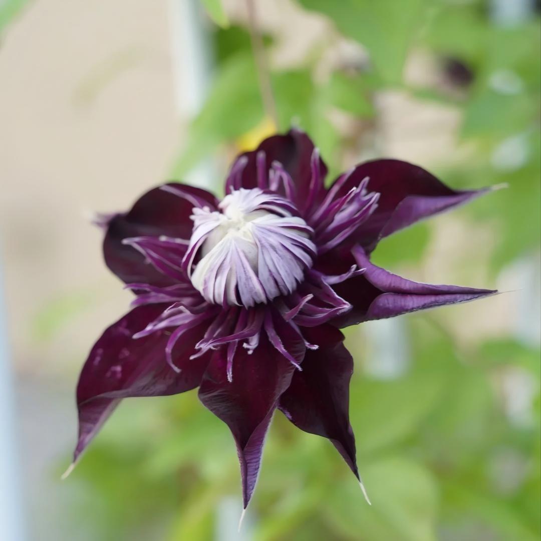 Rare 'Dark Magician’Clematis Seeds — Magic for Your Garden