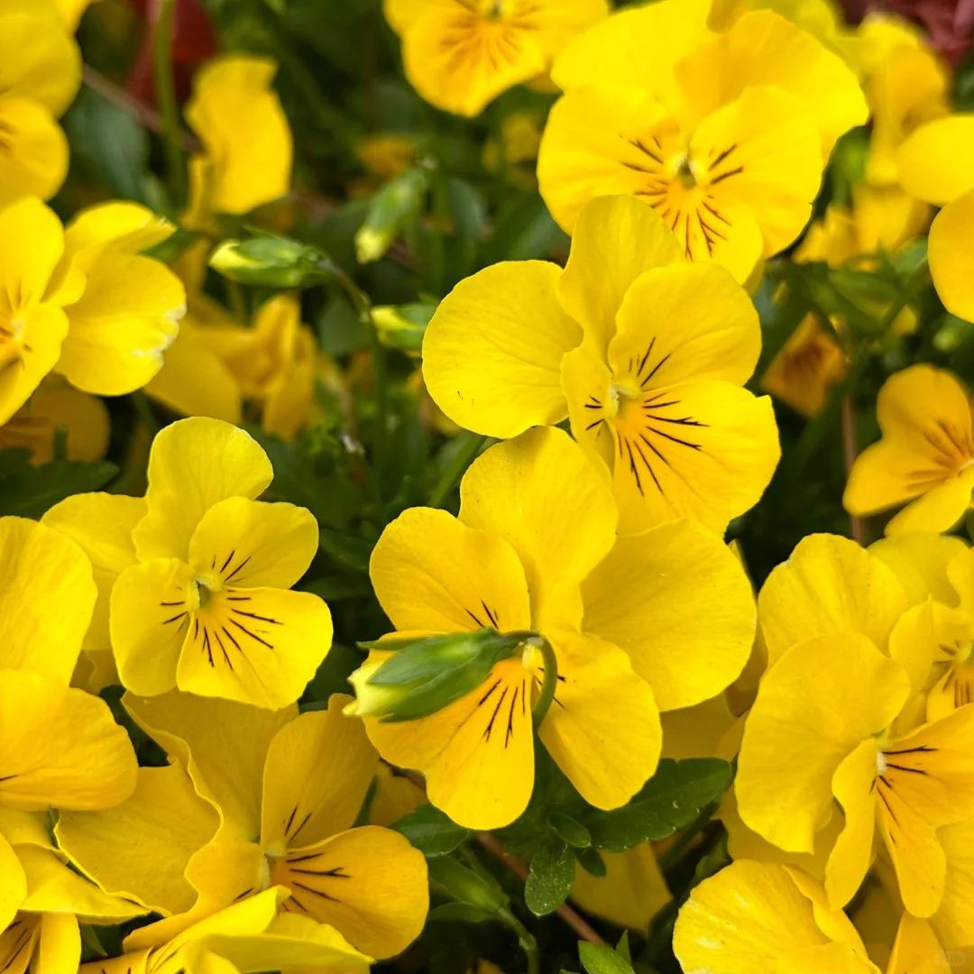 Bring a Splash of Color to Your Garden with Pansies Seeds 🌈