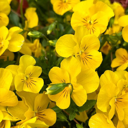 Bring a Splash of Color to Your Garden with Pansies Seeds 🌈