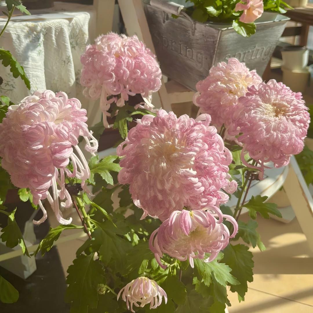 Double Bloom Chrysanthemum Seeds