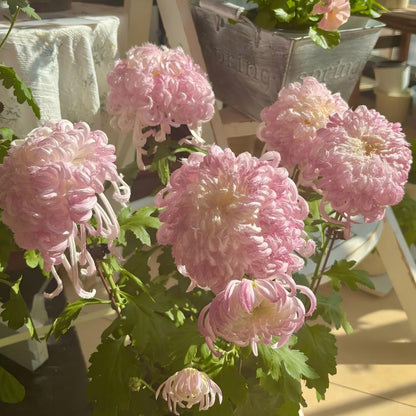 Double Bloom Chrysanthemum Seeds