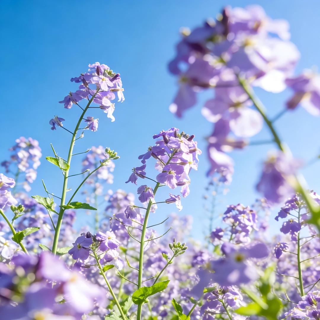 Multi-Color Canola Flower Seeds