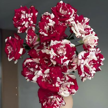 🌹 Rare Striped Rose Seeds