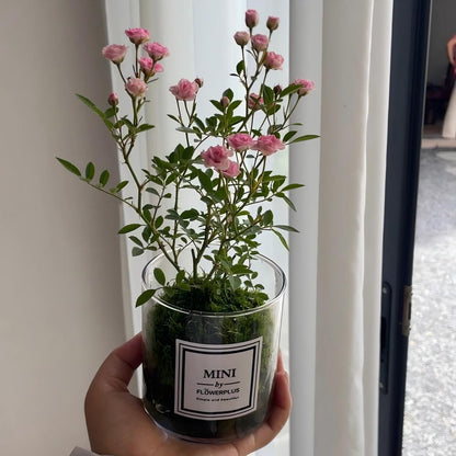 🌹Ultra-Mini Rose Hydroponic Moss Ball-Live Mini Rose Plant