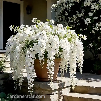 Tailing jasmine Seeds- brides veil💕