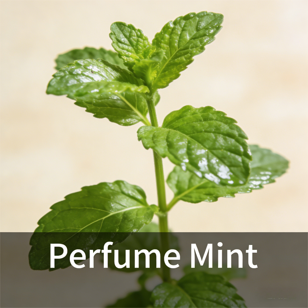 🌿Mint Seeds for Planting – Non-GMO Peppermint Seeds for Fresh Aroma & Everyday Wellness