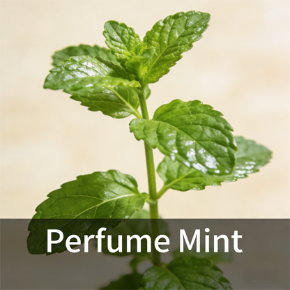 🌿Mint Seeds for Planting – Non-GMO Peppermint Seeds for Fresh Aroma & Everyday Wellness