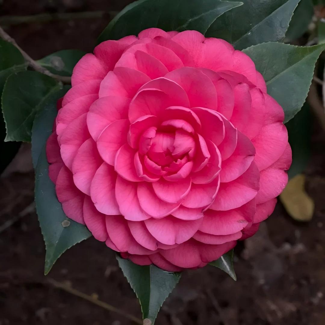 🌺 Premium Camellia Seeds-One Beautiful Plant. Four Extraordinary Rewards.