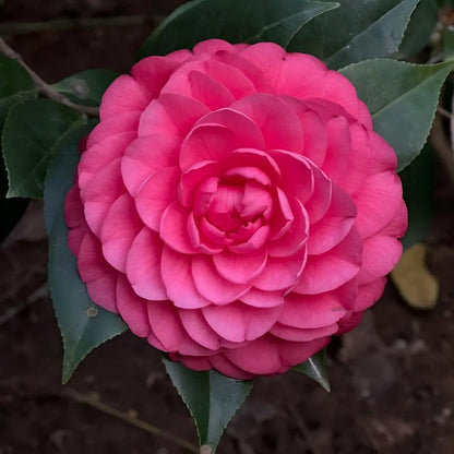 🌺 Premium Camellia Seeds-One Beautiful Plant. Four Extraordinary Rewards.