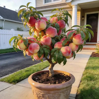 HoneyRed Orchard Seeds – Dwarf Peach Tree