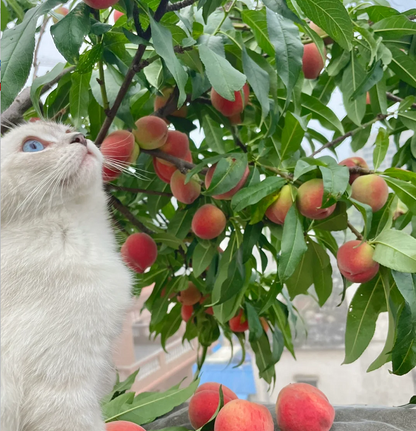 Peach Seeds