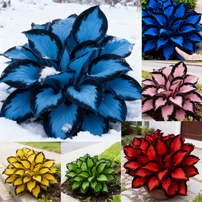 🔥2026 Hot Selling 🌌 Dark Purple Heart Hosta Seeds, a perennial garden plant that is easy to grow