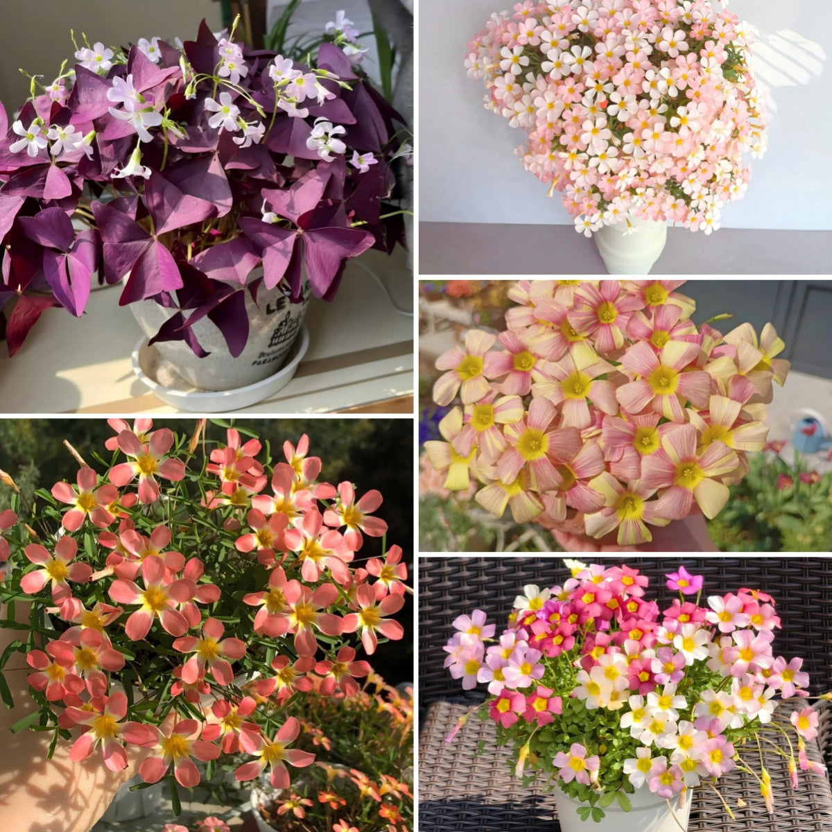 Rare Oxalis Collection — Tiny Seeds, Extraordinary Beauty