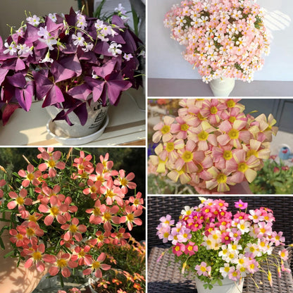 Rare Oxalis Collection — Tiny Seeds, Extraordinary Beauty