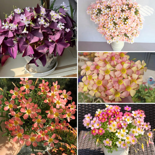 Rare Oxalis Collection — Tiny Seeds, Extraordinary Beauty