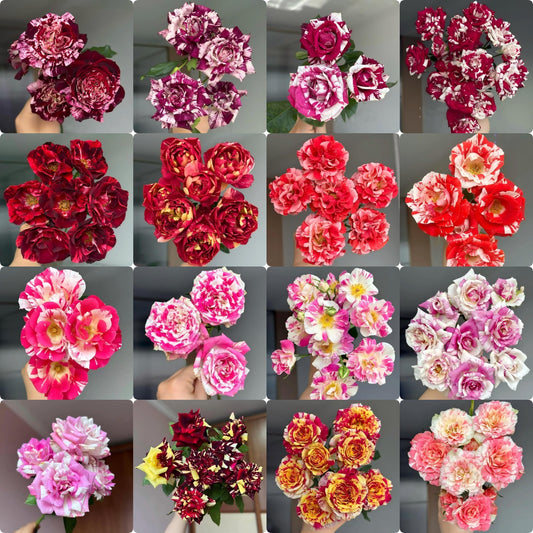🌹 Rare Striped Rose Seeds