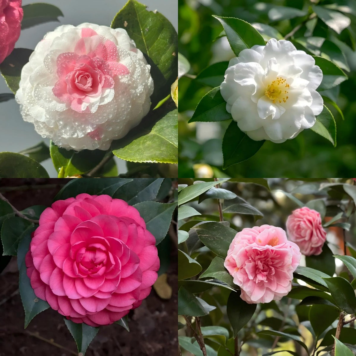 🌺 Premium Camellia Seeds-One Beautiful Plant. Four Extraordinary Rewards.