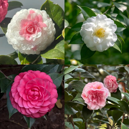 🌺 Premium Camellia Seeds-One Beautiful Plant. Four Extraordinary Rewards.