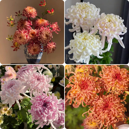 Double Bloom Chrysanthemum Seeds