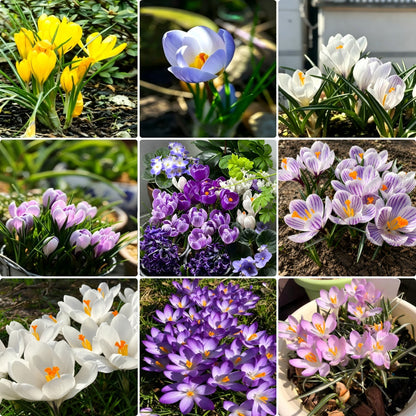 🌸 Premium Saffron Crocus Bulbs-The Gold Among Flowers