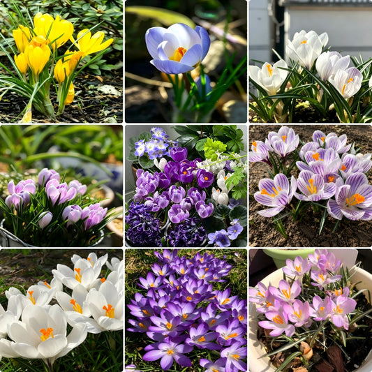 🌸 Premium Saffron Crocus Bulbs-The Gold Among Flowers