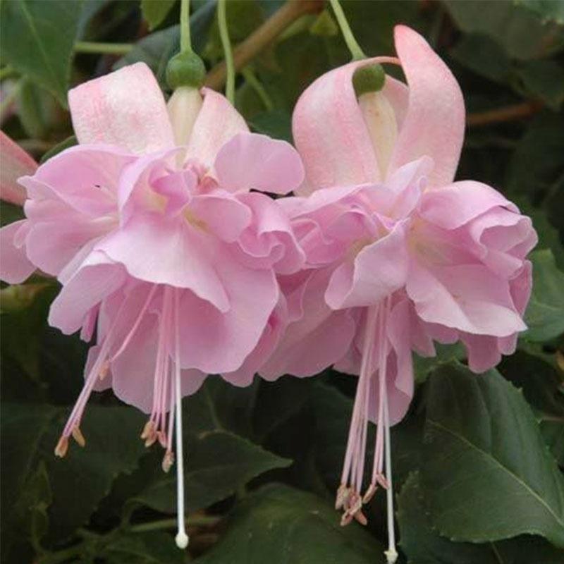 Fuchsia Flowers Seeds Lantern Flower, Bonsai Flower Seeds