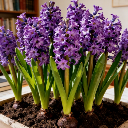 💐Bi-Color Mutation Hyacinth Bulbs