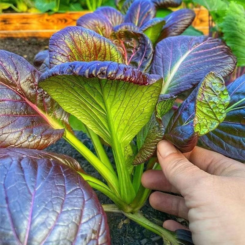 Purple Rapeseed Vegetable Seeds-Winter Marvel Bug Repellent