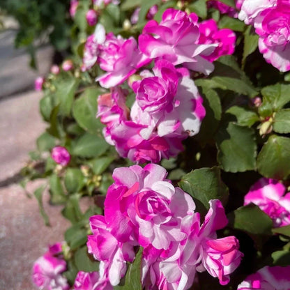 🌸Double Impatiens Seeds