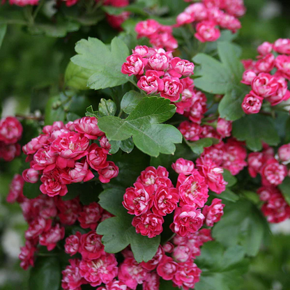 Hawthorn Seeds