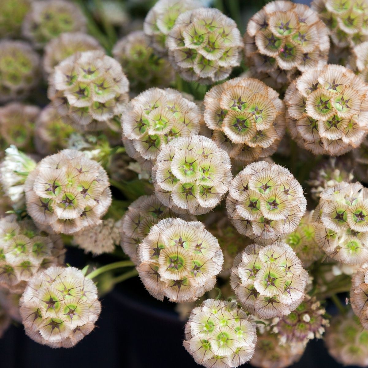 ⭐Starflower Pincushion Seeds
