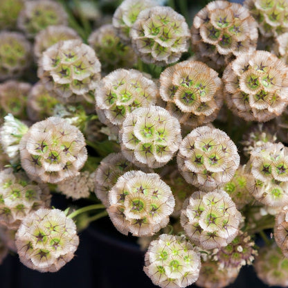 ⭐Starflower Pincushion Seeds