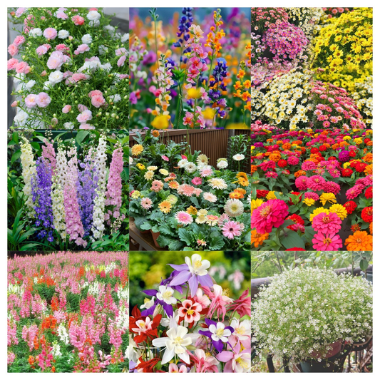 🌺Four Seasons Flowering Mixed Flower Sea Seeds
